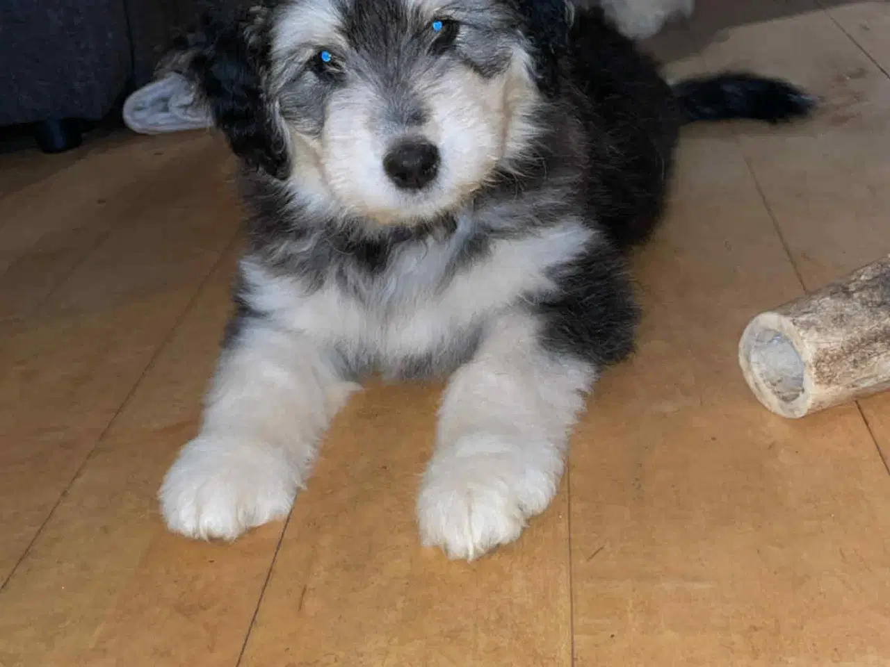 Billede 9 - Golden Doodle & Alaskan Malamute Hvalpe