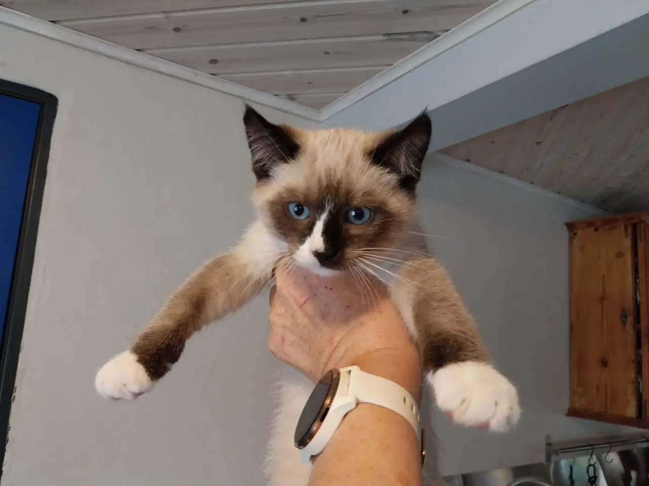 Billede 2 - Søde sociale killinger sælges