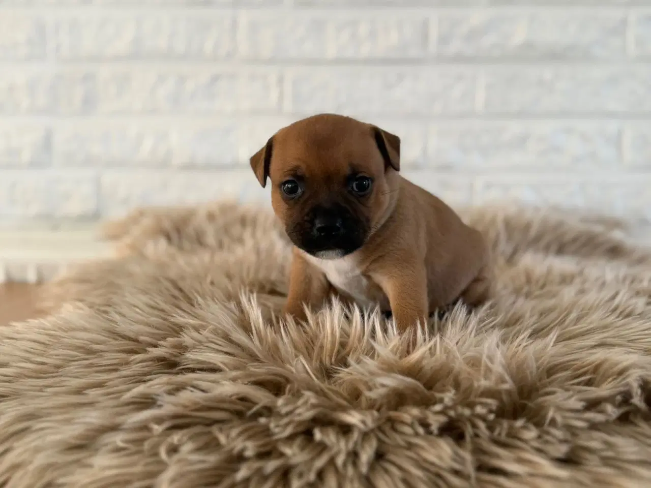 Billede 6 - 🐾 Staffordshire Bull Terrier hvalpe m. stamtavle