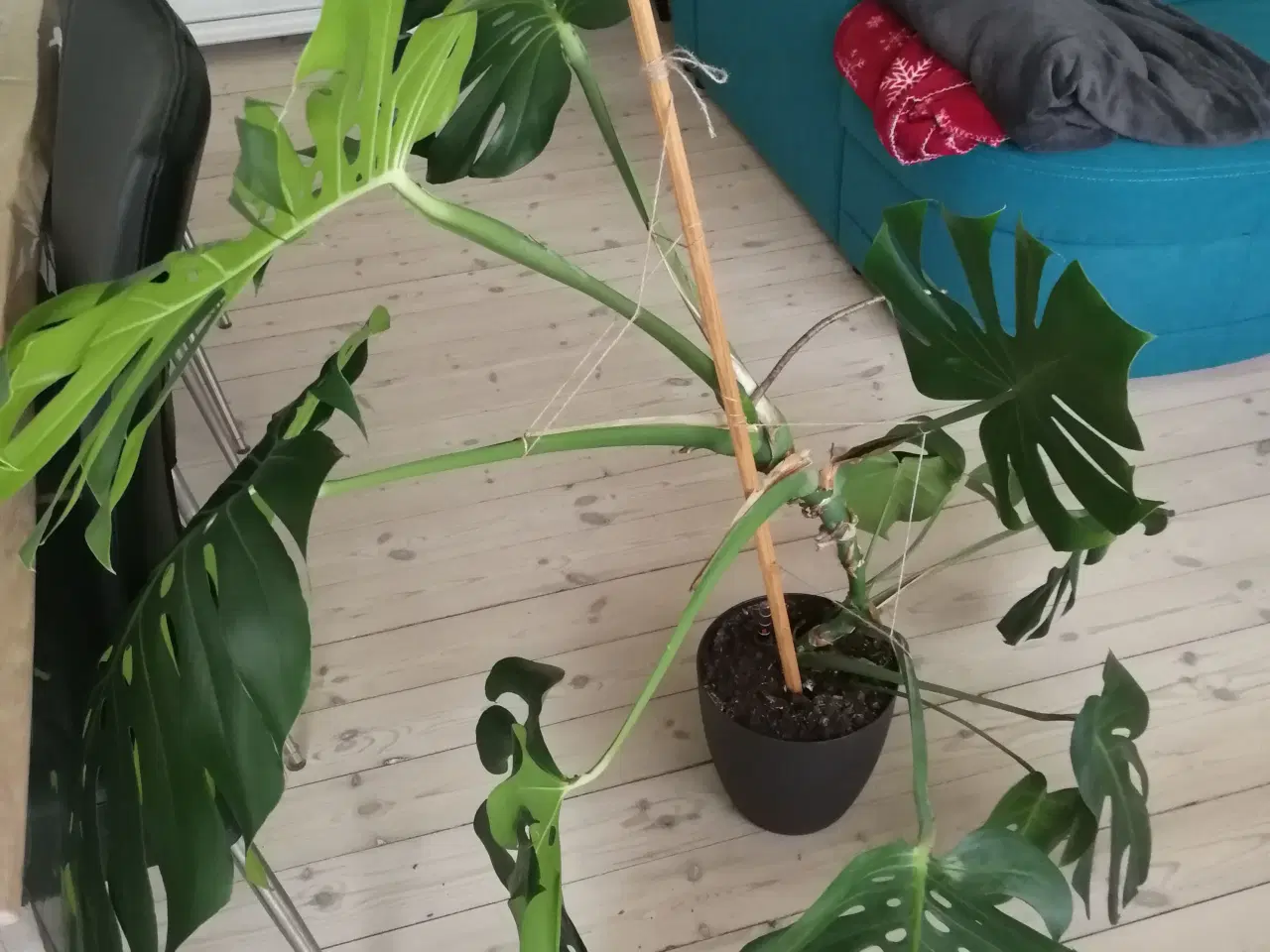 Billede 2 - MONSTERA DELICIOSA