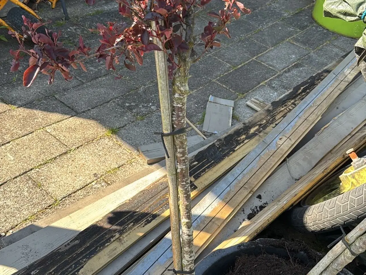 Billede 5 - Blod blommetræer