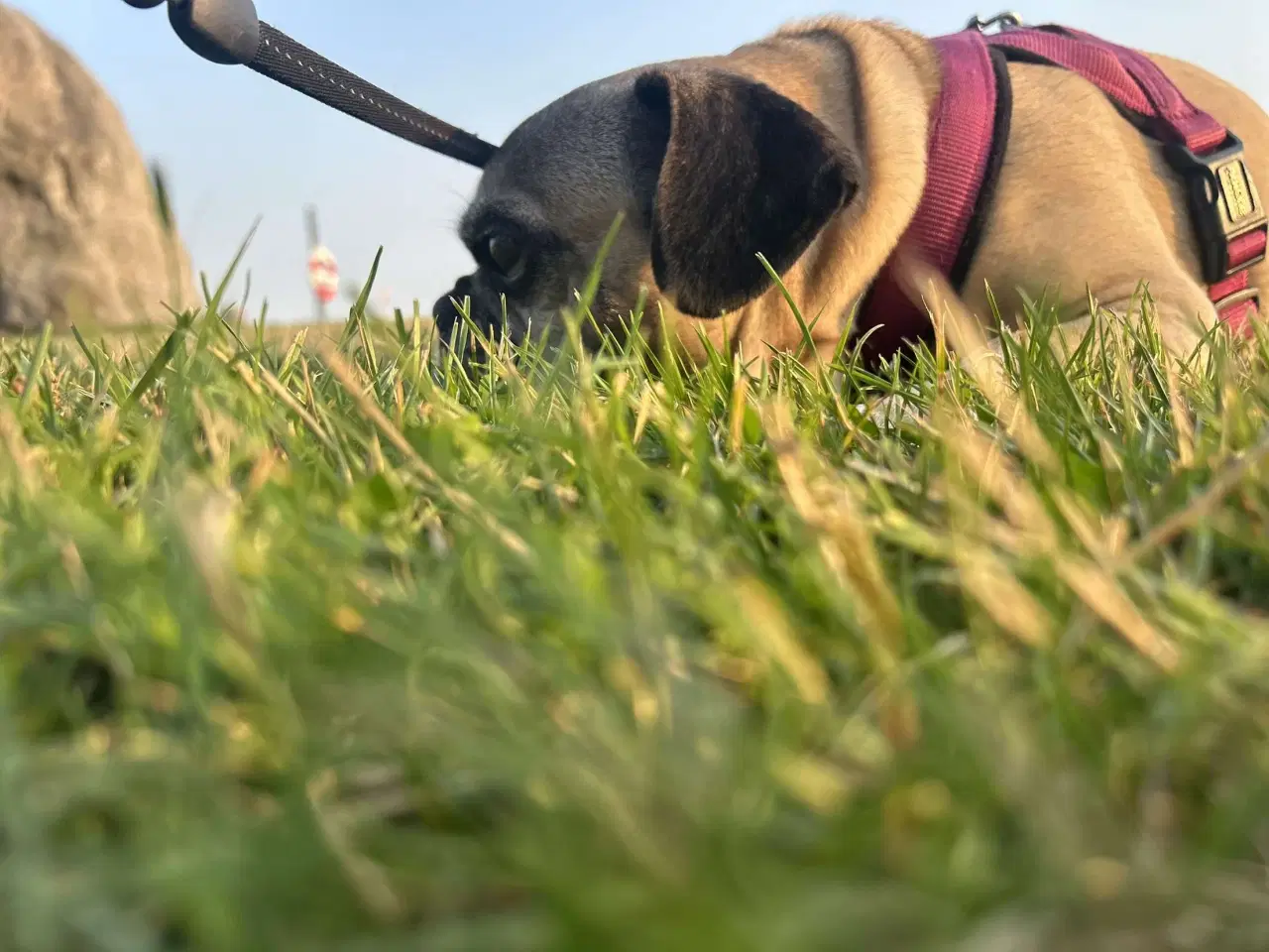 Billede 4 - Hund søger sit sidste hjem 