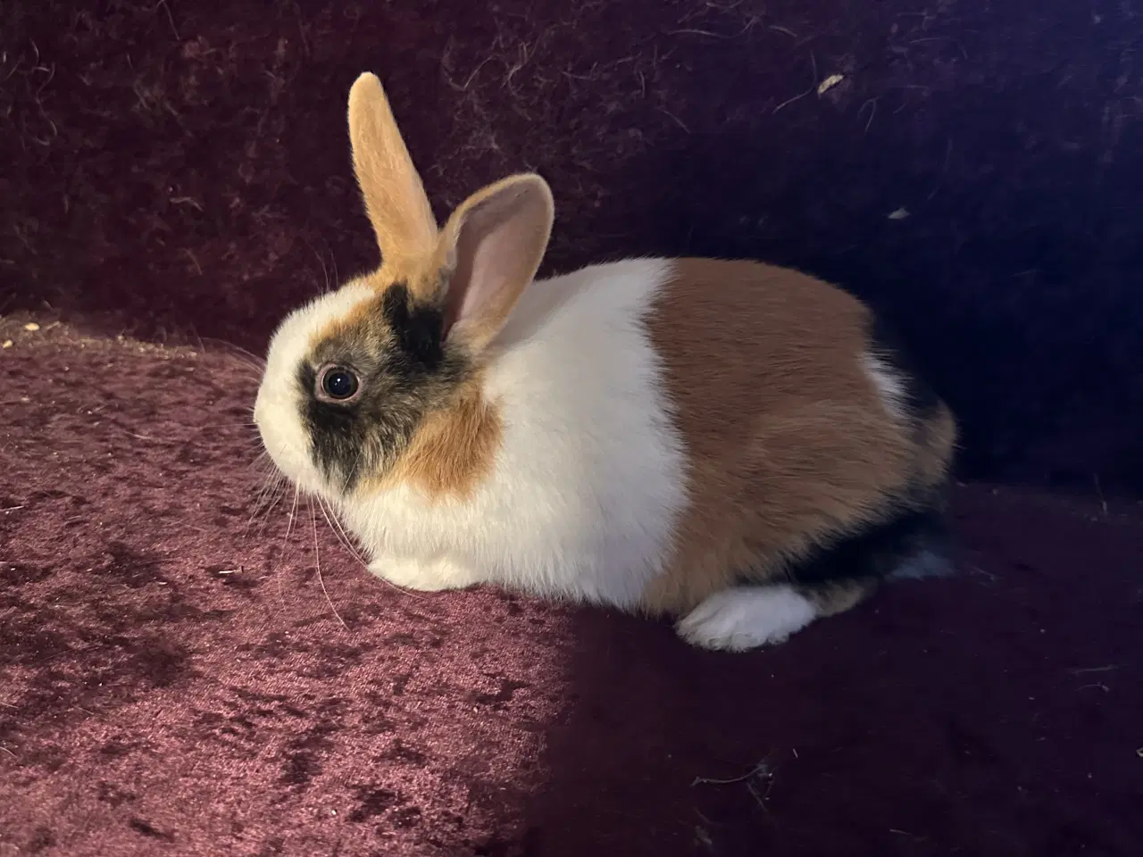 Billede 2 - Hollænder