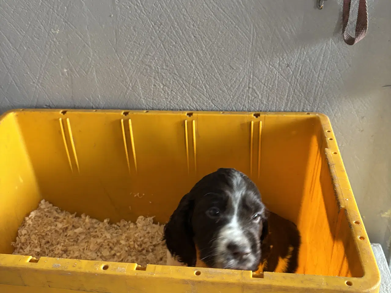 Billede 4 - Engelsk Springer Spaniel