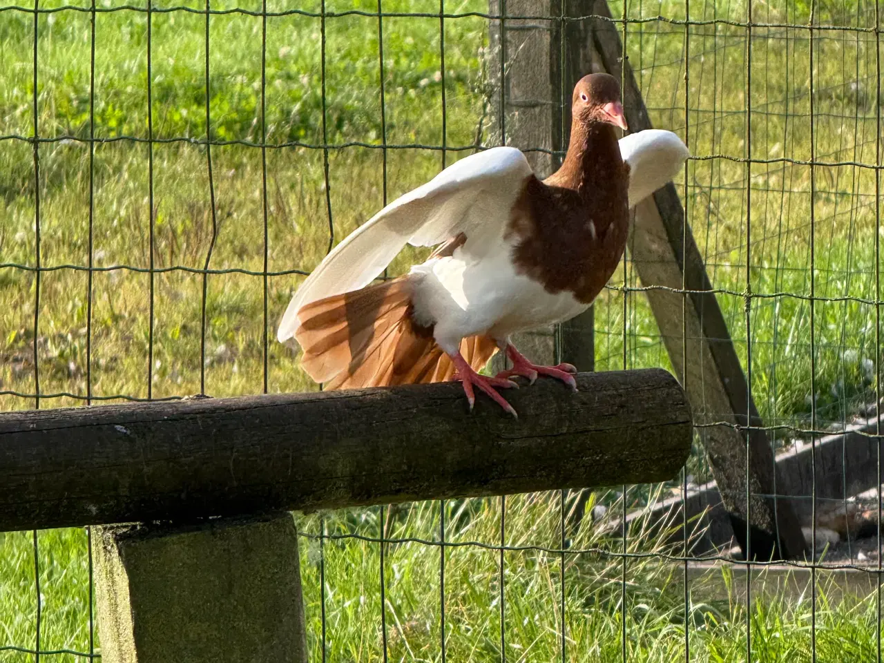 Billede 2 - Tumlinger duer