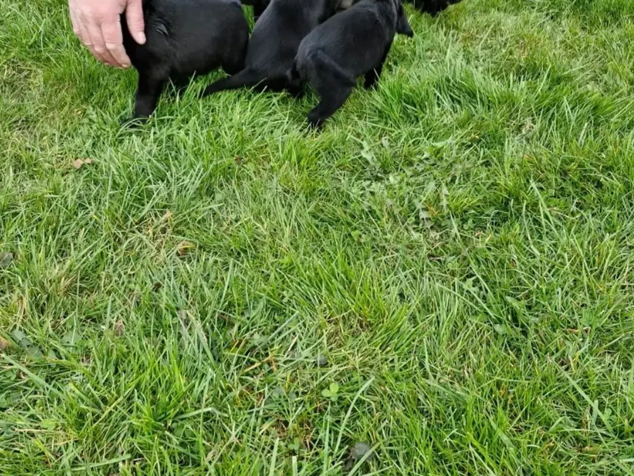 Billede 3 - Hundehvalpe springer/labrador blanding 
