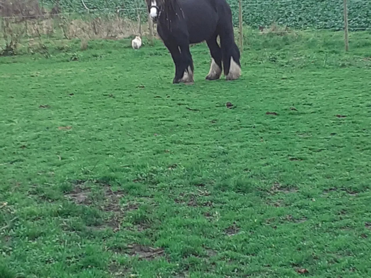 Billede 8 - Tinker hoppe 