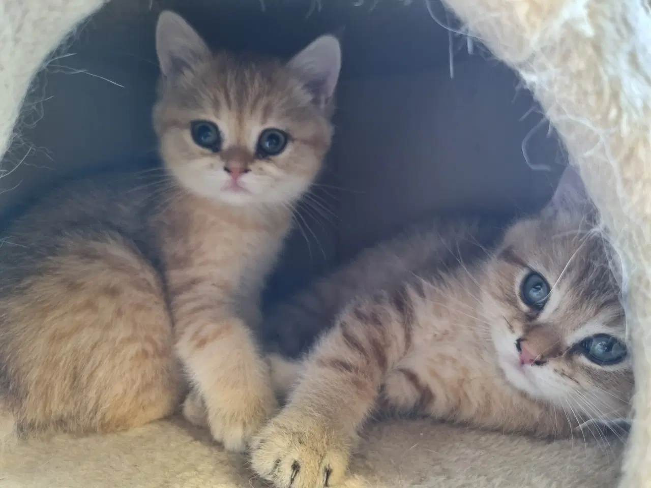 Billede 4 - British shorthair killinger
