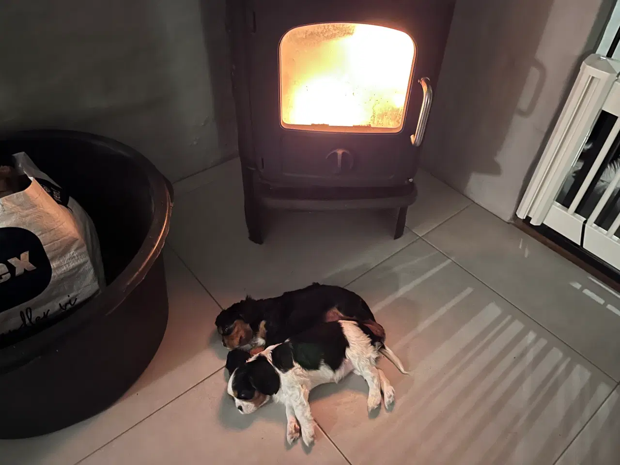 Billede 11 - Cavalier-tæver med DKK-stamtavle.