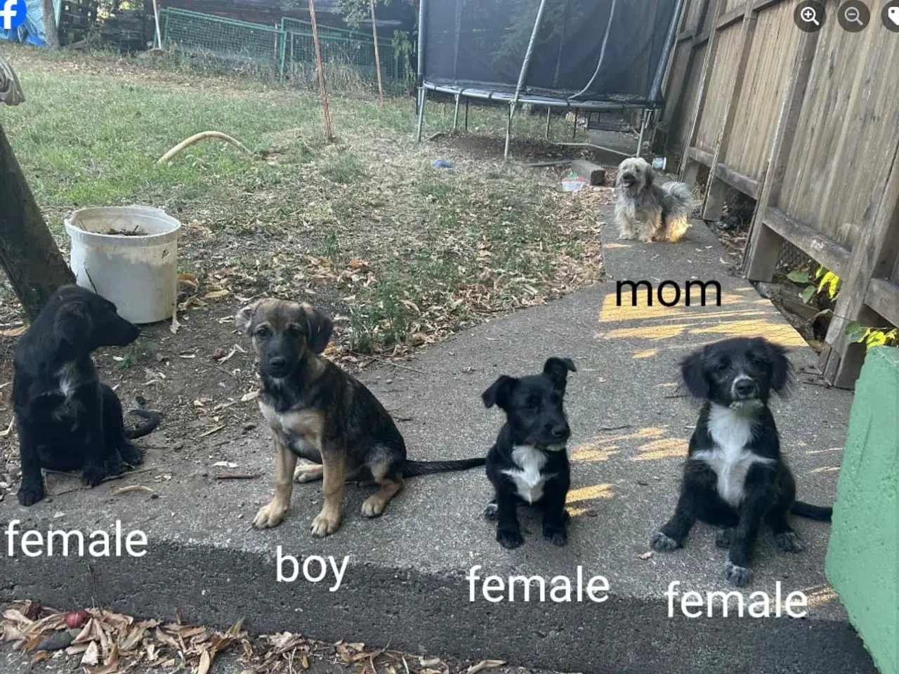 Billede 12 - Astrid -  hvalp med appetit på livet