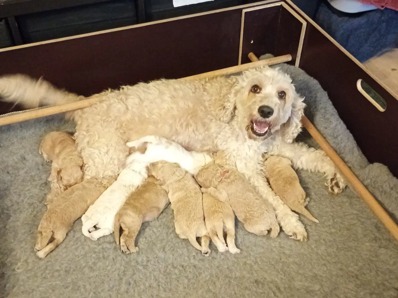 Billede 12 - Springerdoodle hvalpe