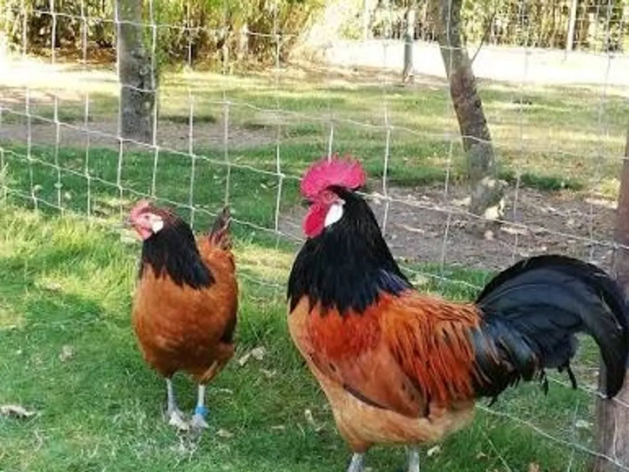 Billede 1 - Vorwerk høns 