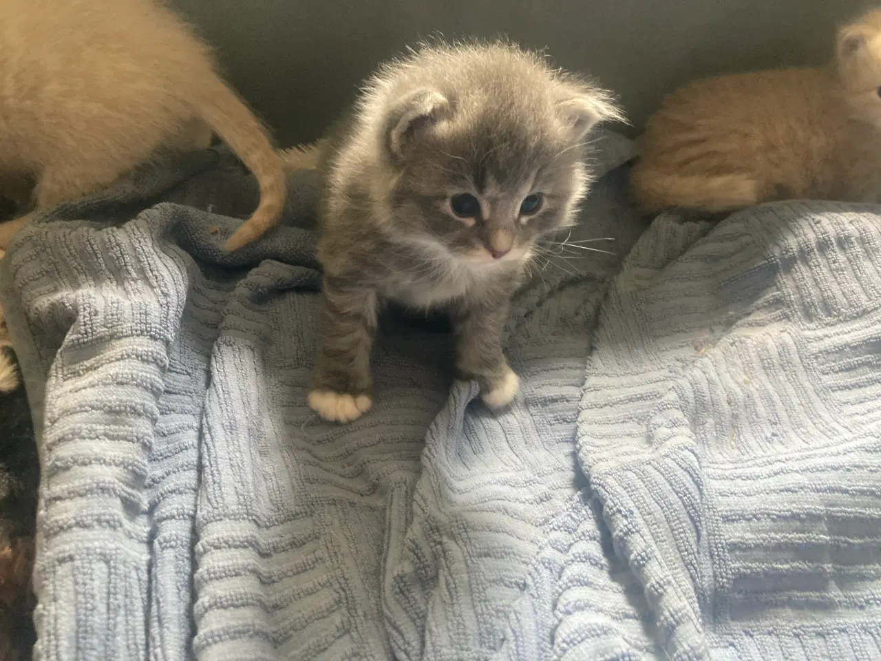 Billede 10 - Maincoon/Ragdoll/BS