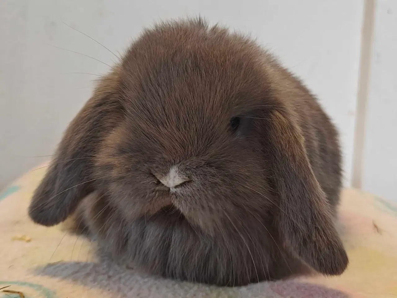 Billede 10 - Minilop