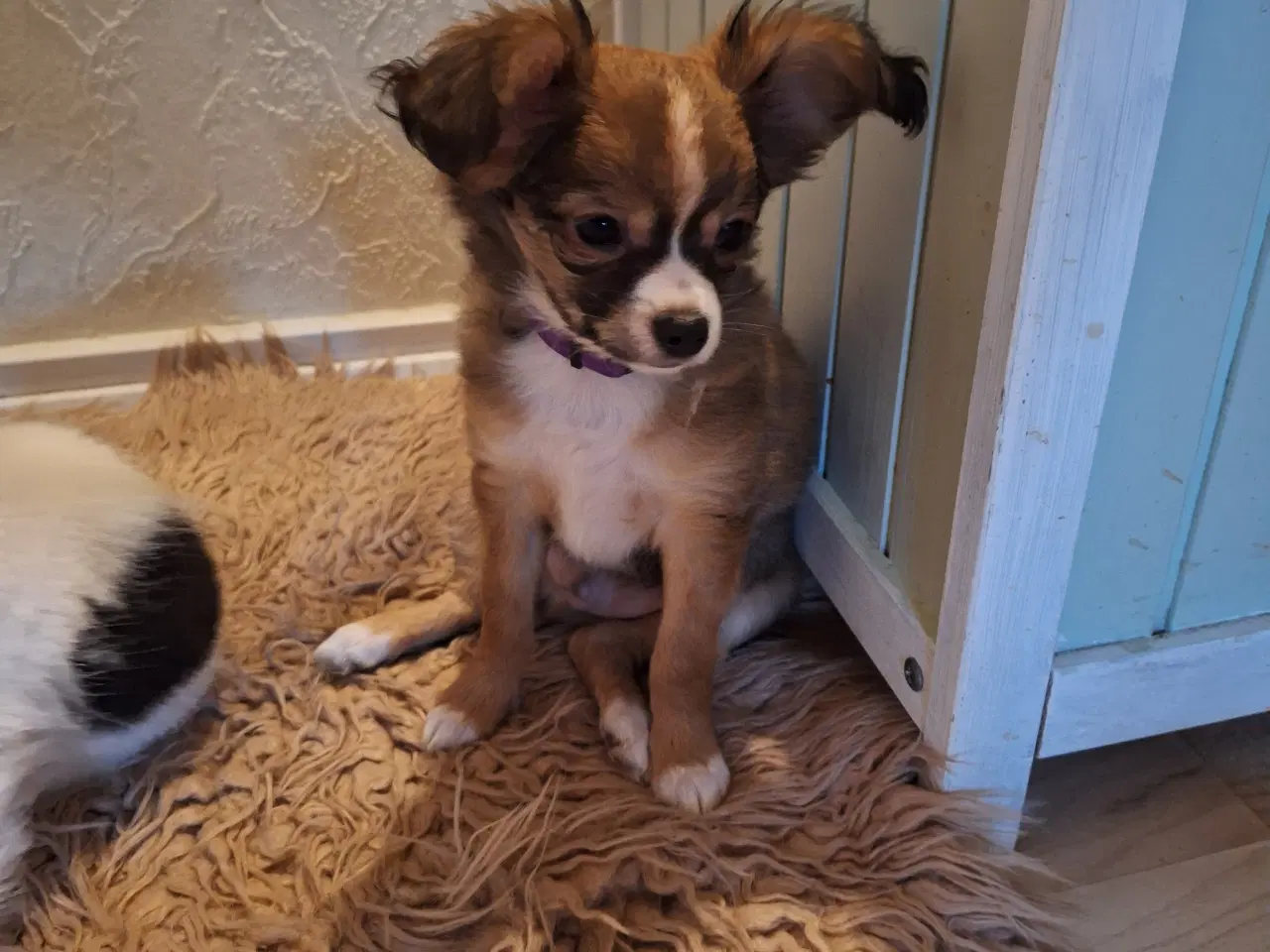 Billede 8 - Papilion/chihuahua hvalpe