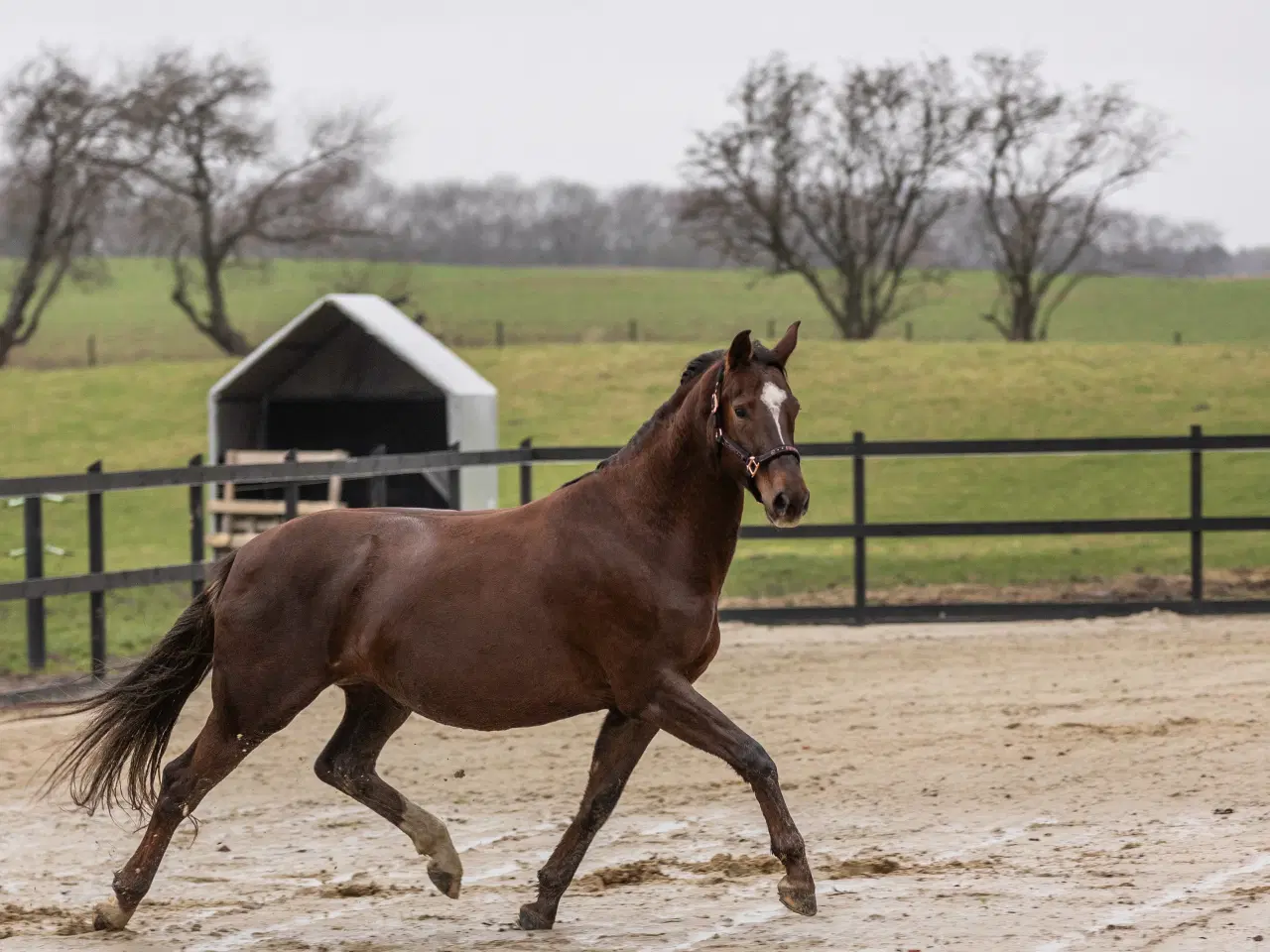 Billede 2 - Min elskede hoppe søger nyt hjem.