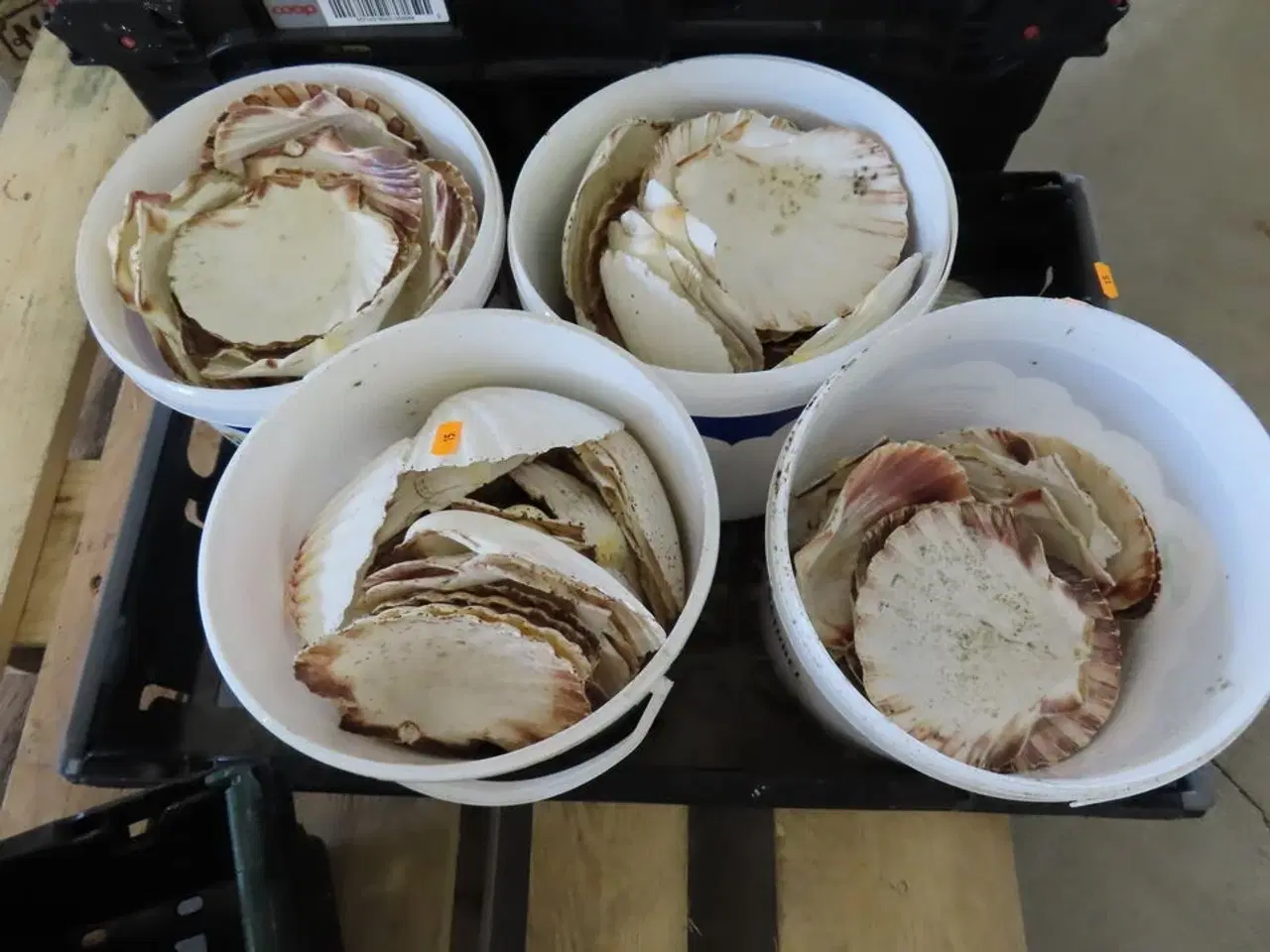 Billede 1 - Diverse serveringsfade i glas, Muslingeskaller mv.