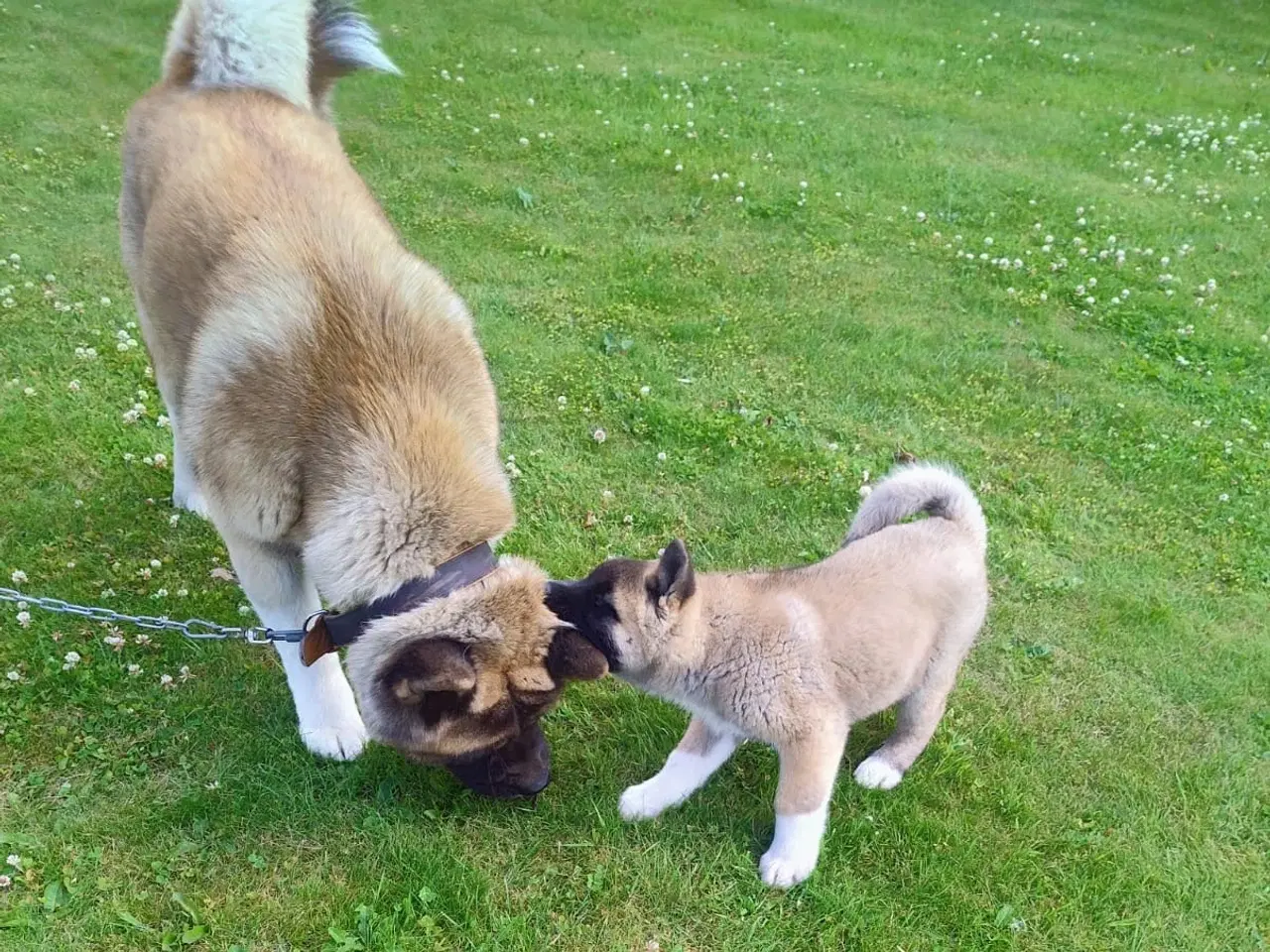 Billede 6 - Dreng hundehvalp Akita American 