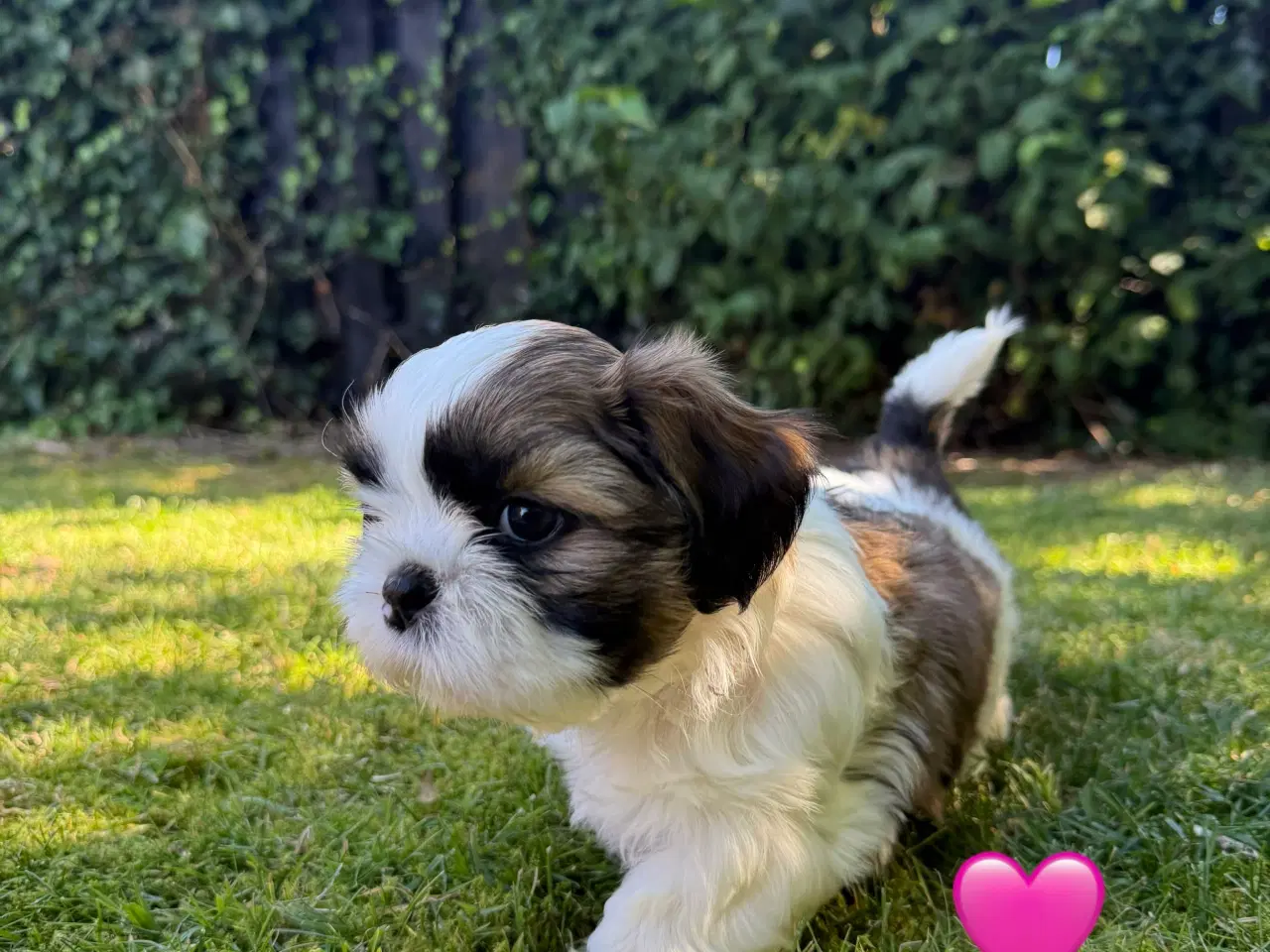 Billede 9 - Shih Tzu hundehvalpe søger nyt hjem (2 stk.)