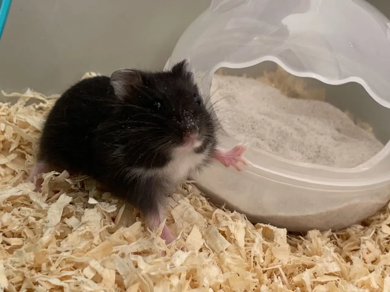 Billede 3 - To hamster med bur til tilbehør ( ikke søskende) 