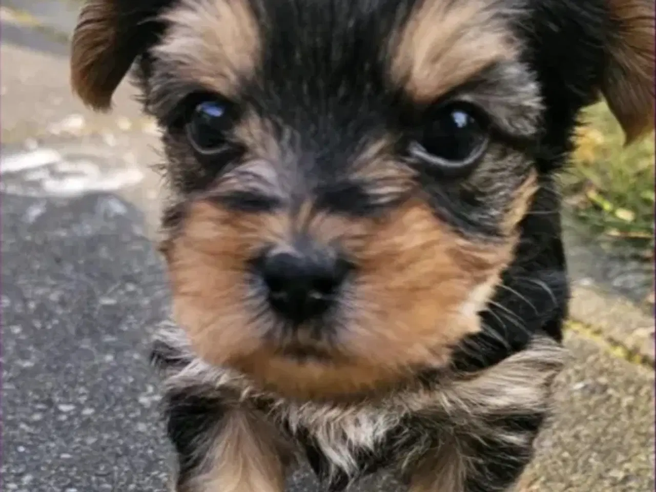 Billede 5 - Yorkshire terrier hvalpe søger kærlige hjem