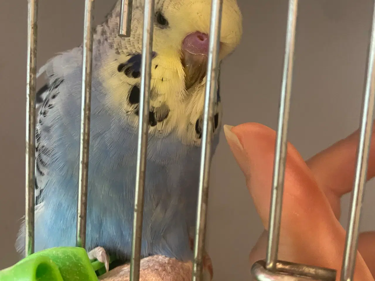 Billede 3 - Sød engelsk undulatunge