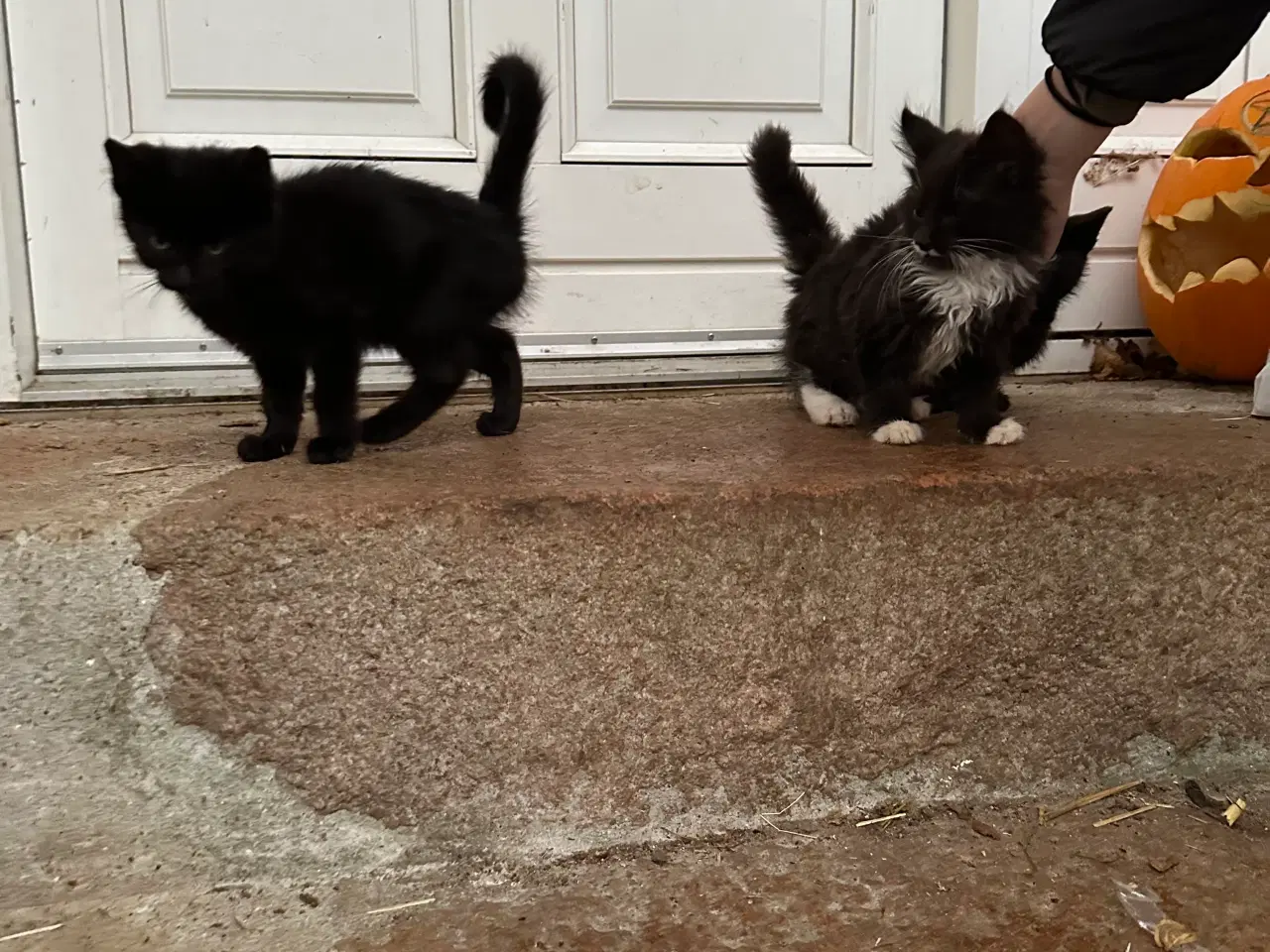 Billede 1 - Kattekillinger søger nye hjem