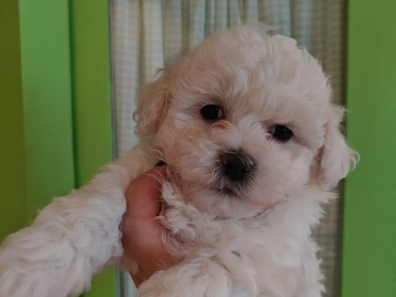 Billede 2 - Bolognese hvalp 