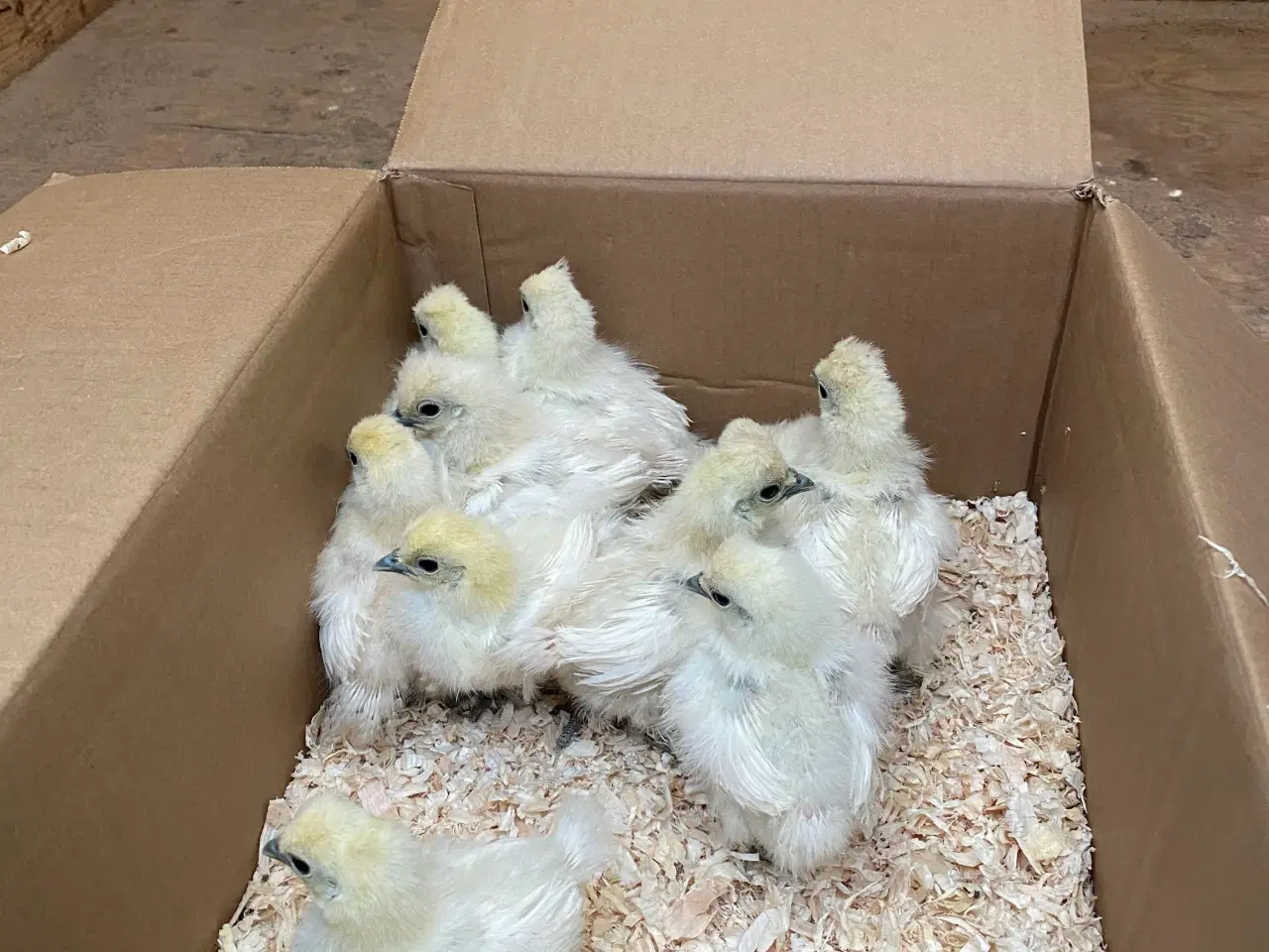 Billede 1 - Dværg silke kyllinger 