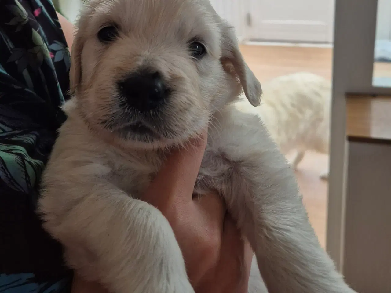 Billede 1 - Golden retriever han hvalp. "Hannibal"