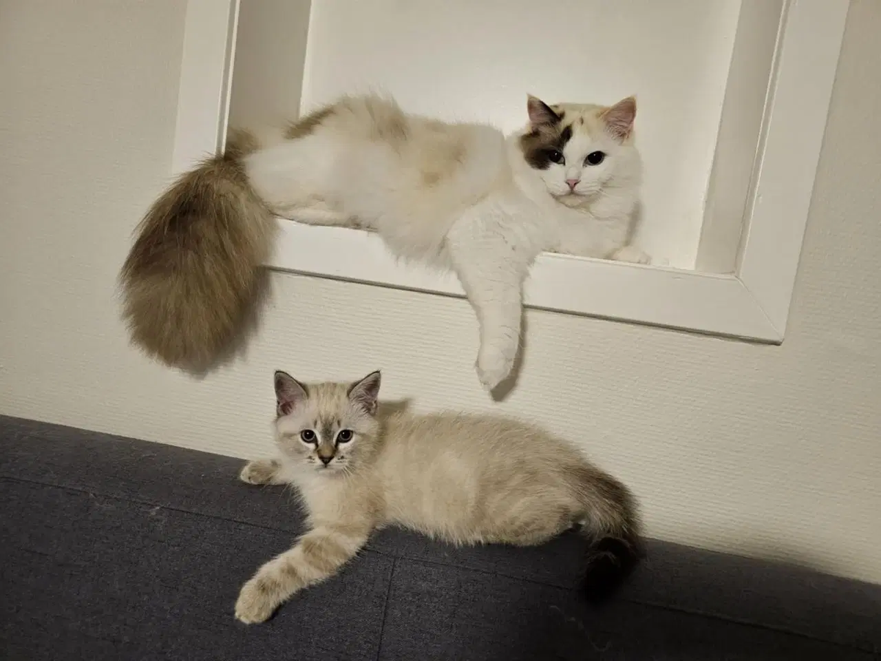 Billede 10 - Hellig birma/ragdoll blandinger 