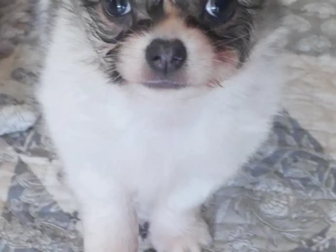 Billede 6 - Små, Superskønne pomchi hvalpe sælges