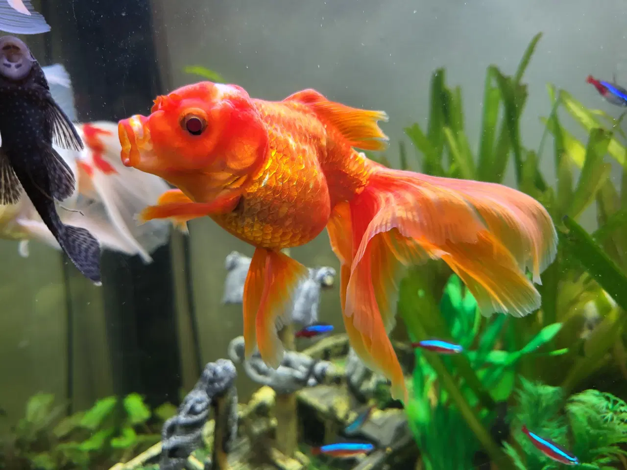 Billede 2 - 3 stk. Store slørhale 150 kr.