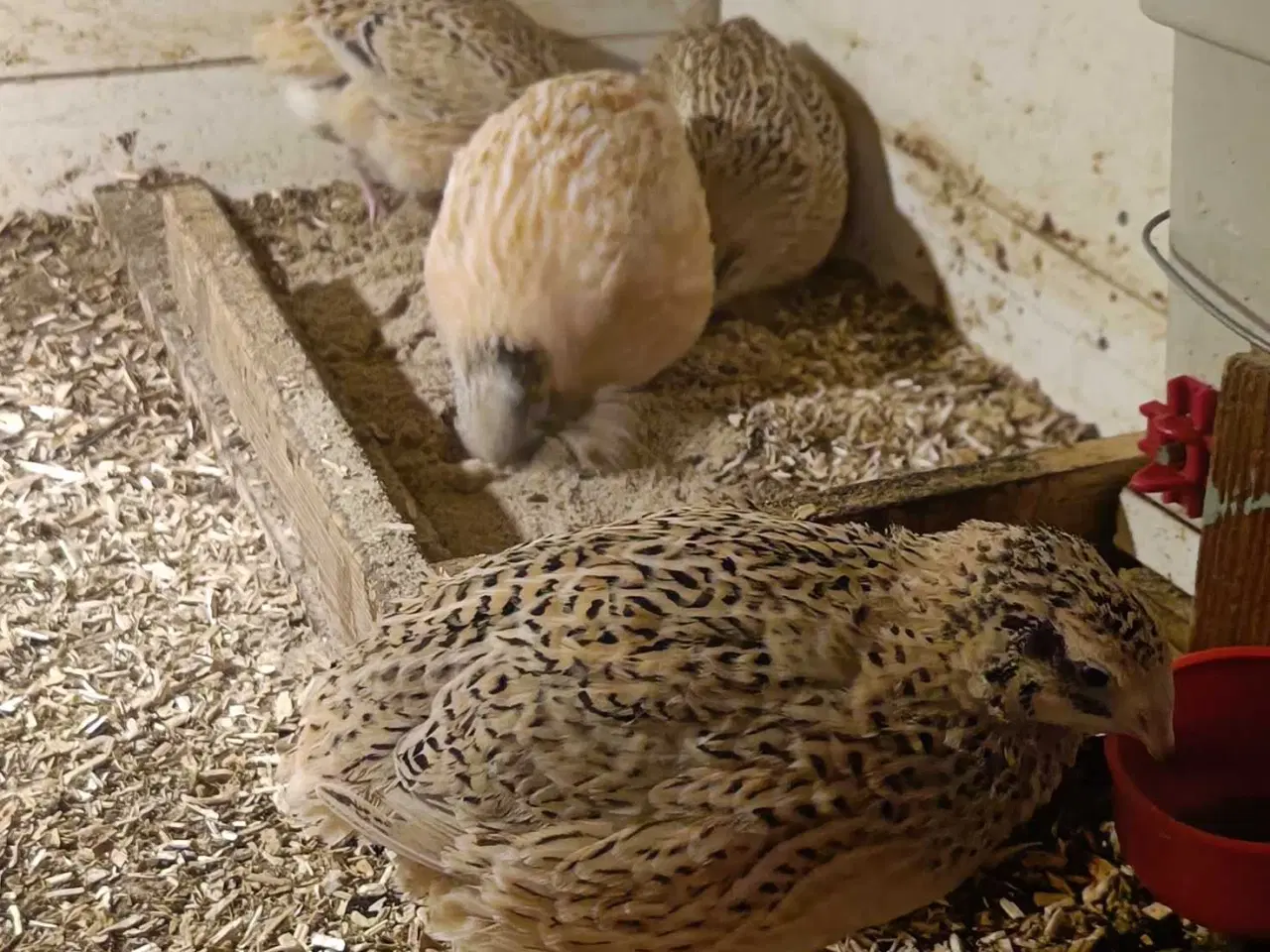 Billede 3 - Jumbo vagtler 