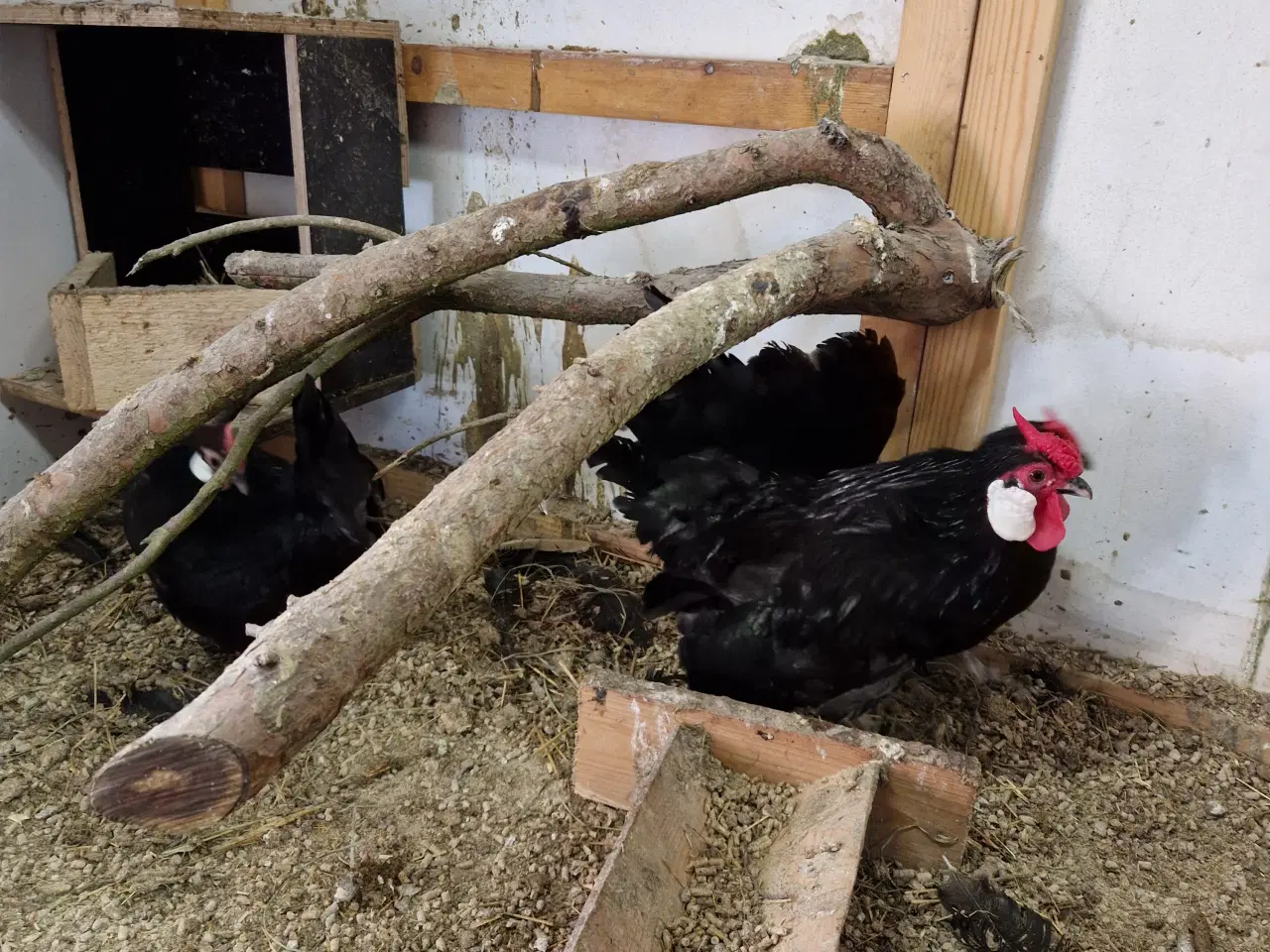 Billede 2 - Dværghøns Bantam