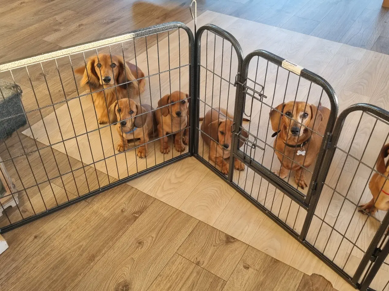 Billede 4 - 2 stk gravhundehvalpe korthåret mangler hjem
