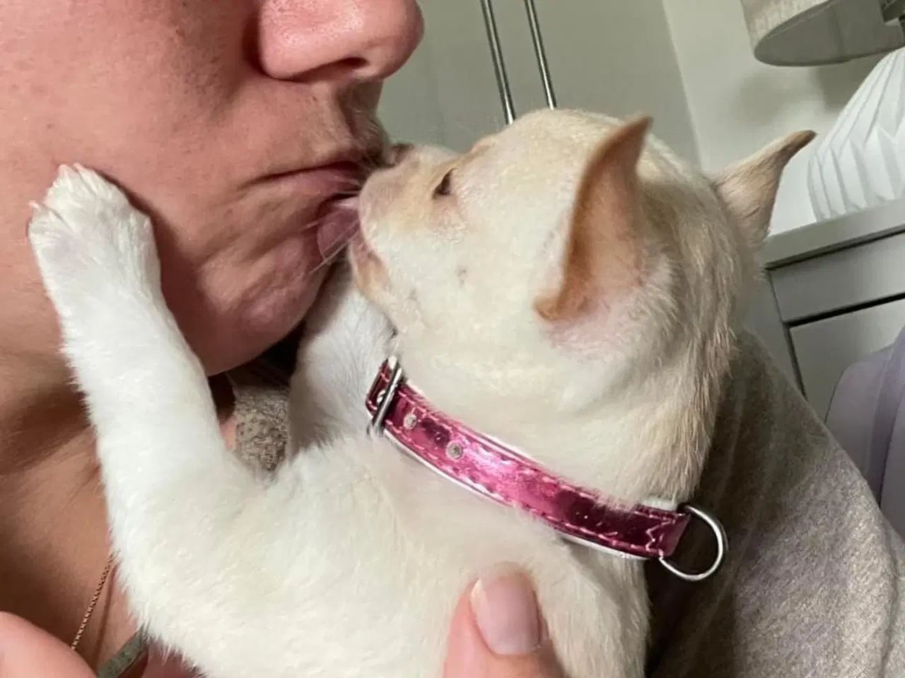 Billede 7 - Korthåret 3års DKK tæve