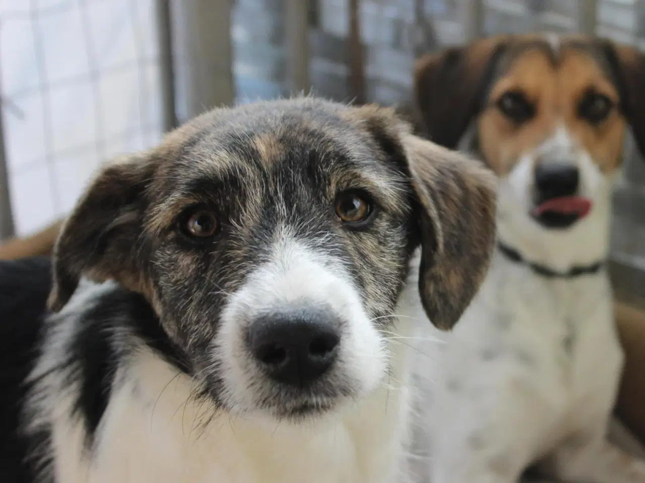 Billede 4 - Skønneste Berenike søger sit eget hjem <3