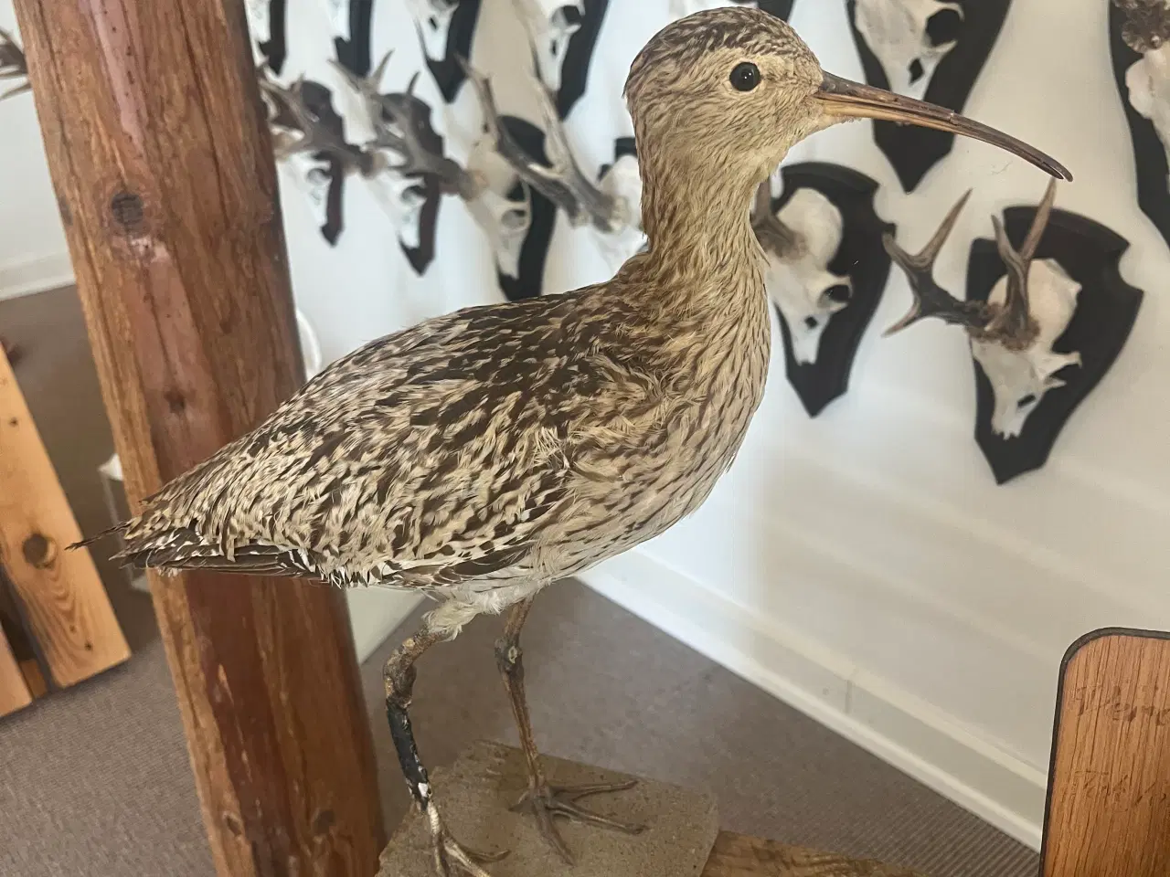 Billede 1 - Udstoppet regnspove