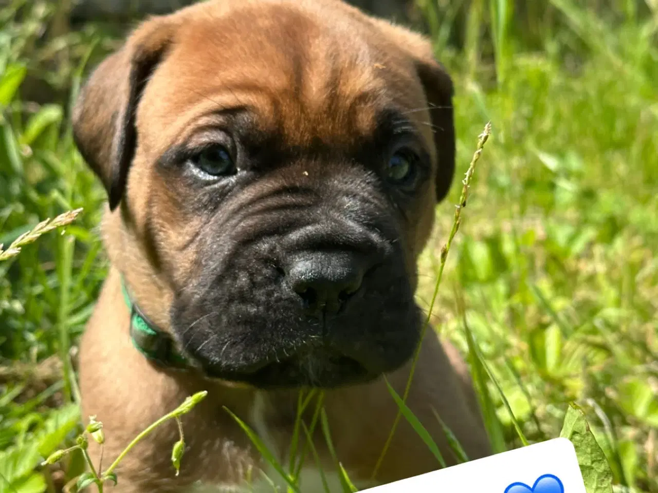 Billede 7 - Hvalpe Cane Corso/Douge de Bordeaux 