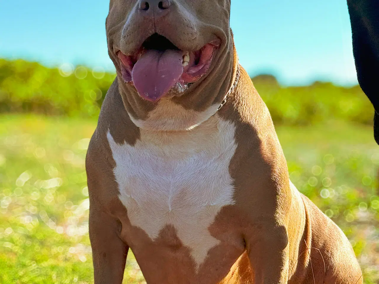 Billede 11 - American Bully XL hvalpe