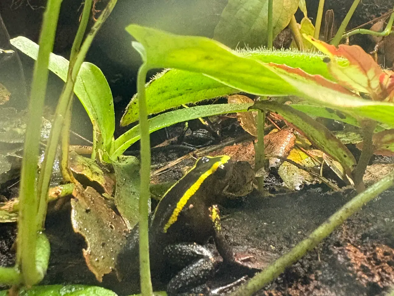 Billede 2 - Phyllobates aurotaenia gul