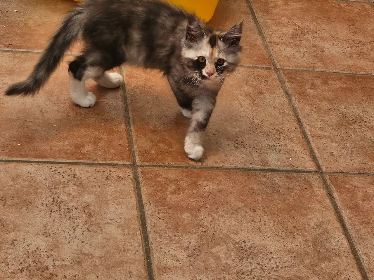 Billede 4 - Maine coon killing