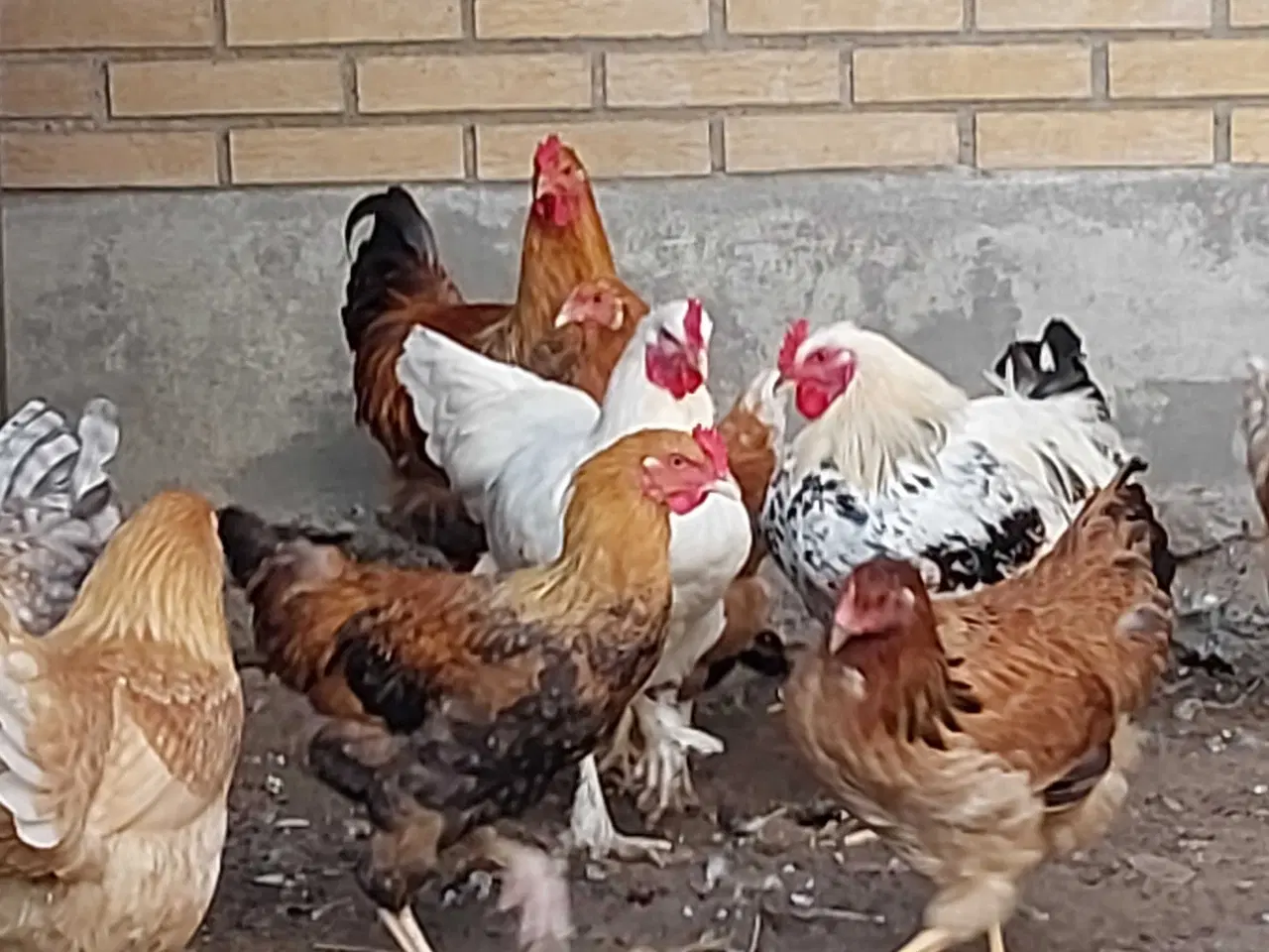 Billede 4 - Hanekyllinger i flere farver