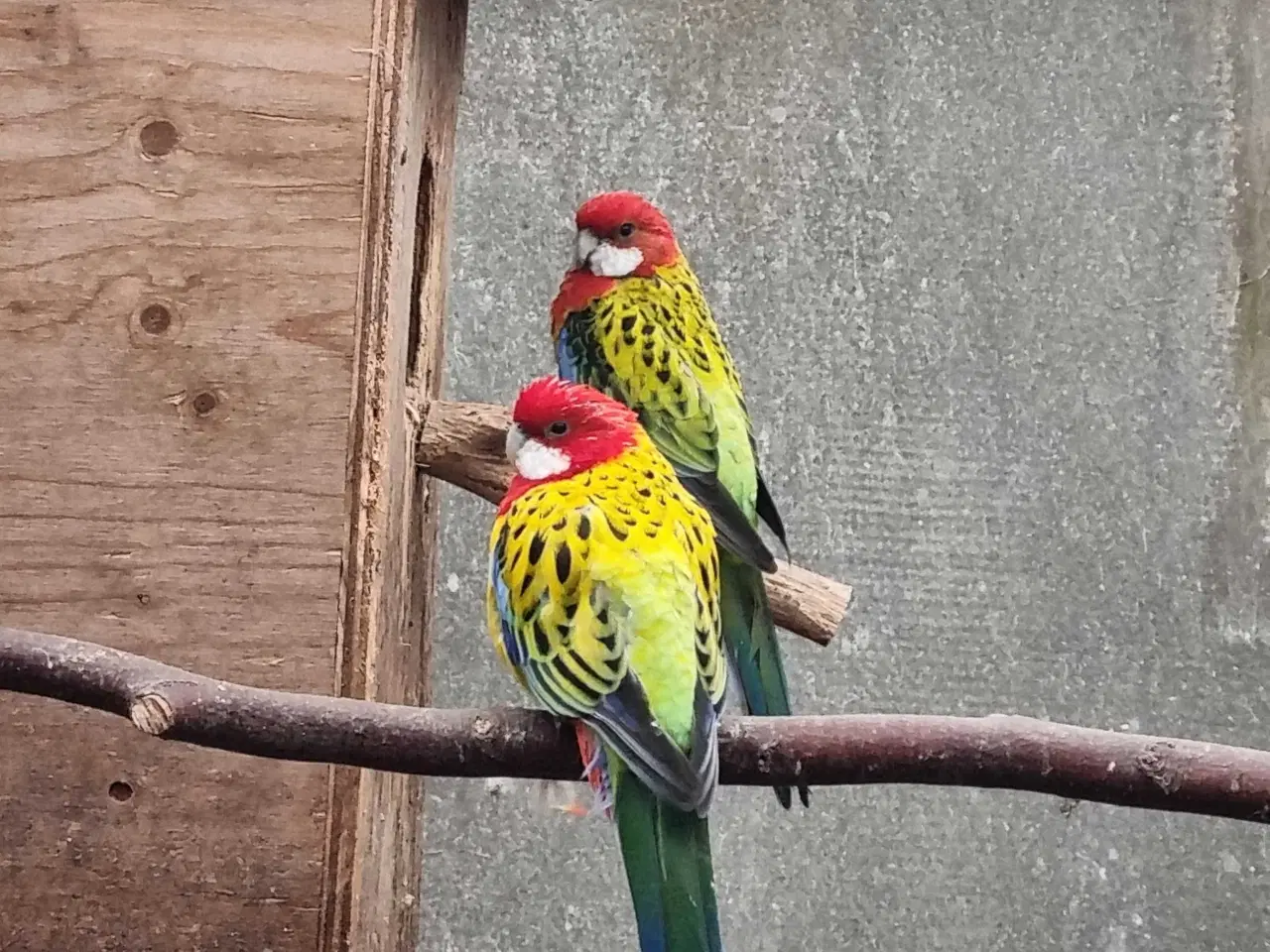 Billede 1 - Gulrygget rosella 