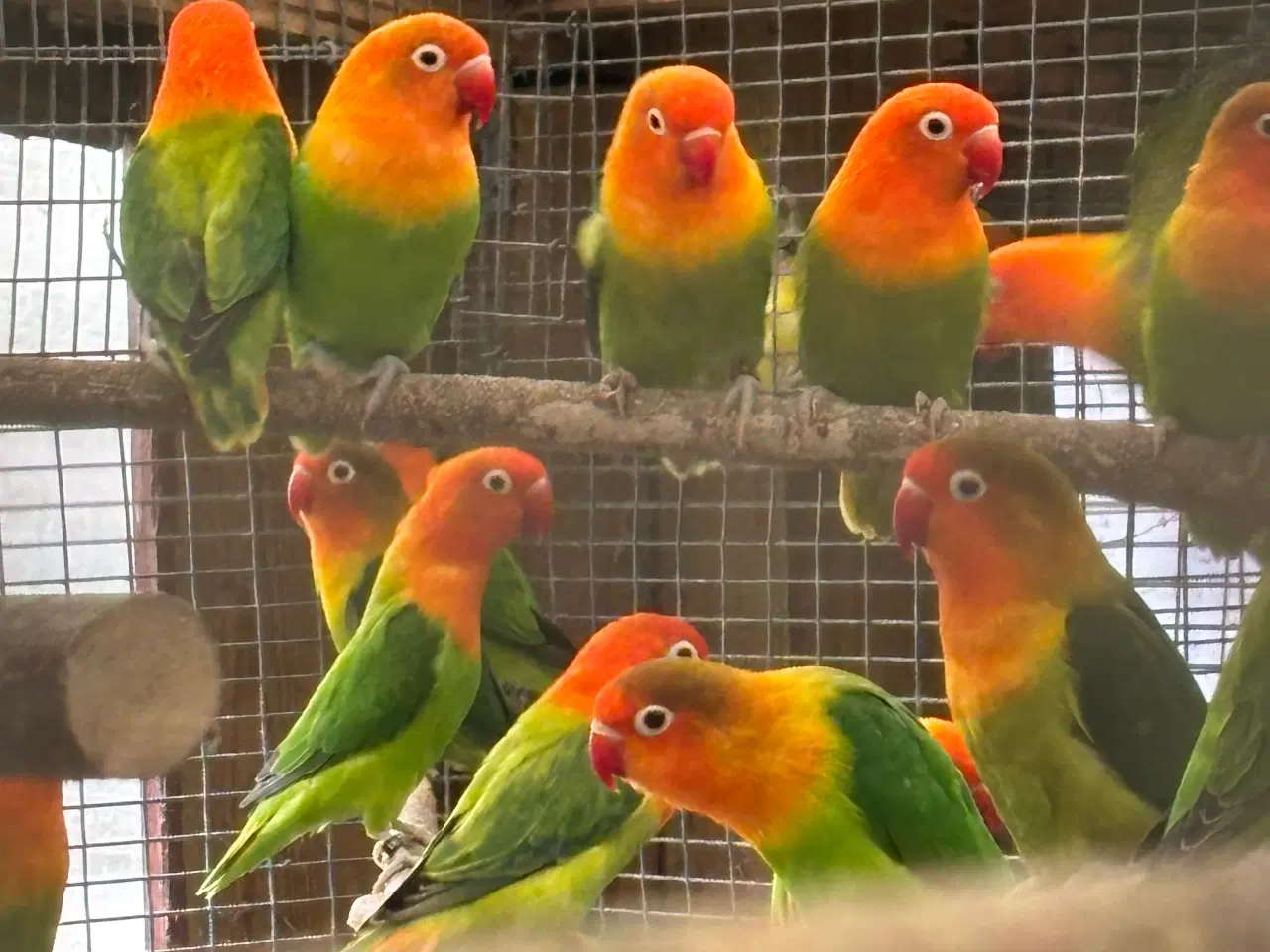 Billede 2 - Rød hovedet dværgpapegøje 