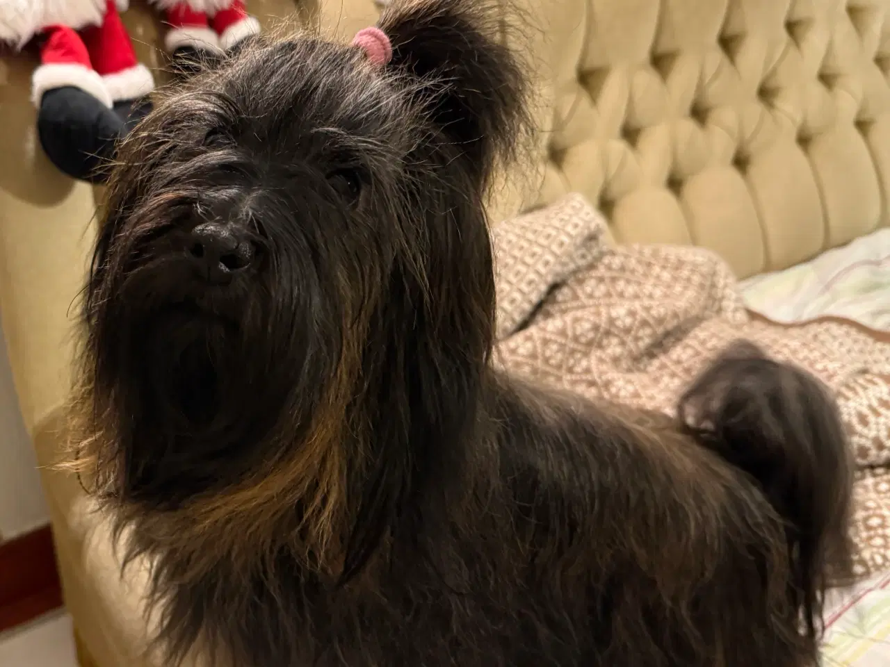 Billede 3 - Bichon Havanais tæve 