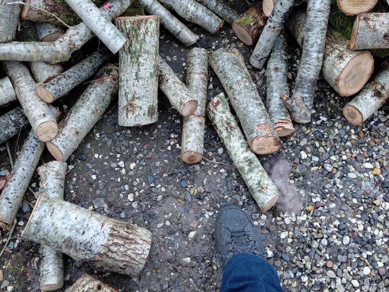 Billede 1 - Brænde, eg nyskovet 2026