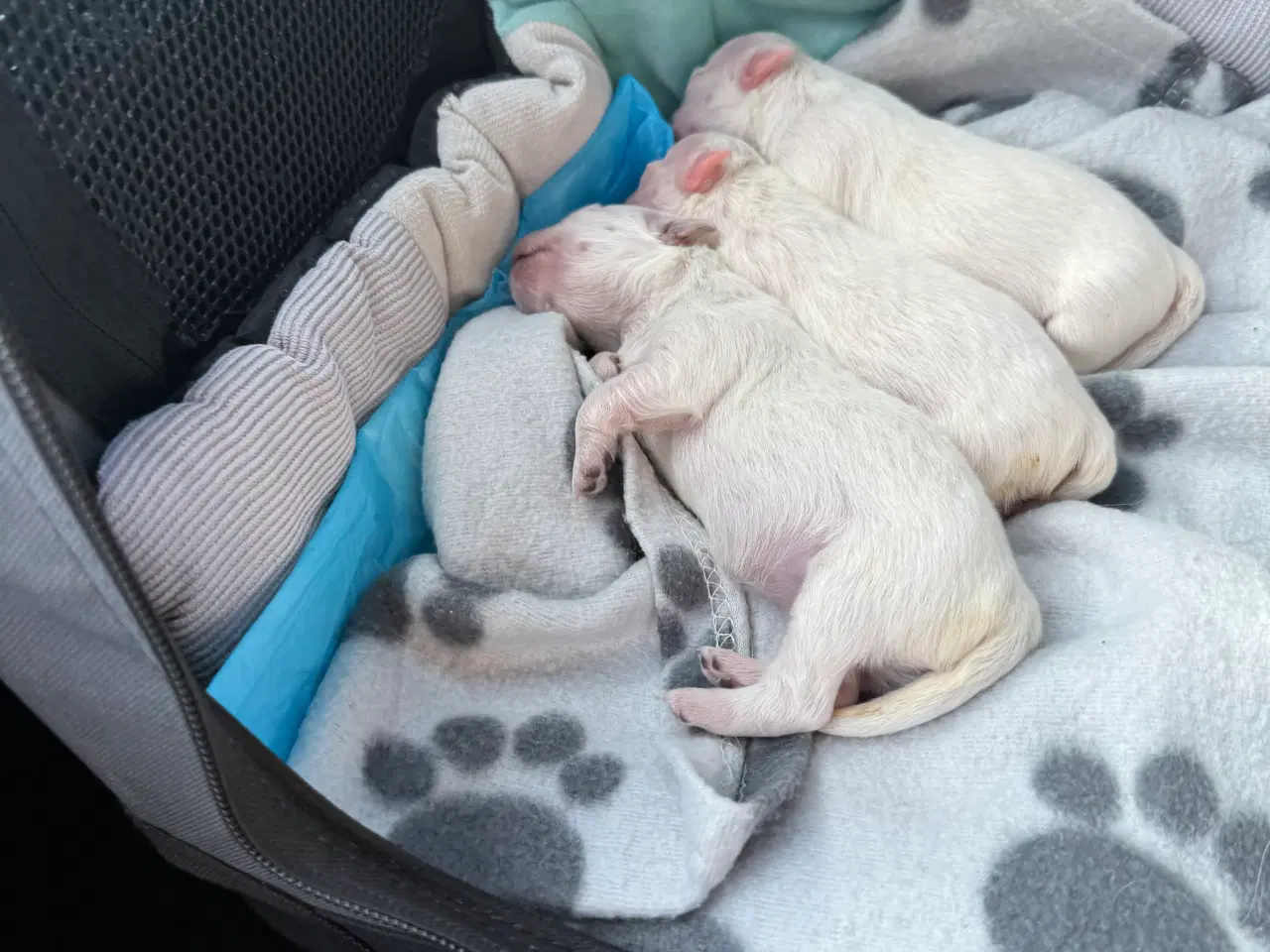 Billede 5 - Tre hvalpe Maltese 2 måned