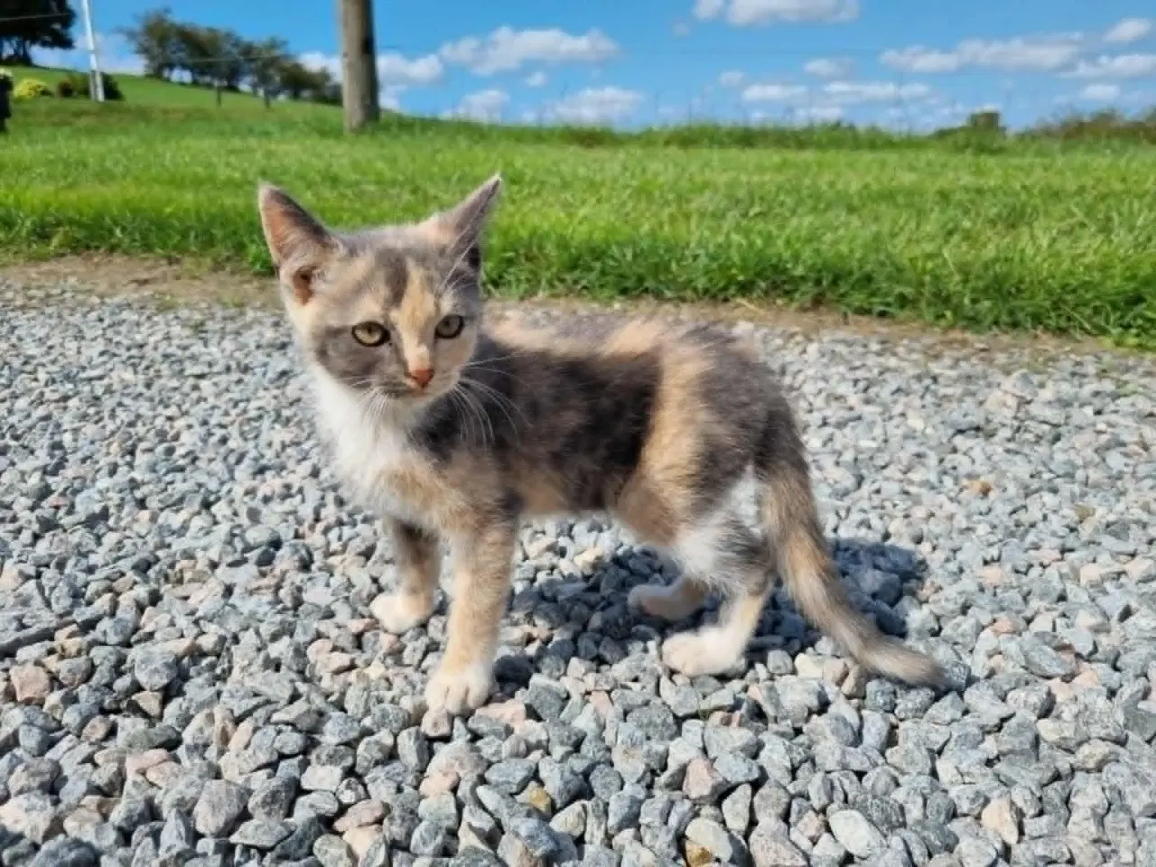 Billede 4 - Katte killinger